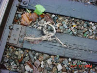 Dead possum on the tracks - Nolichucky Gorge, TN