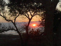 Sun through Trees by Phillip Turner
